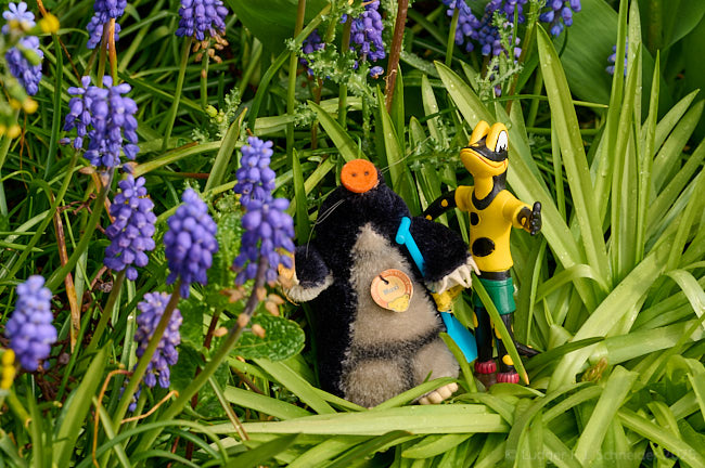 Salamandrino nel giardino