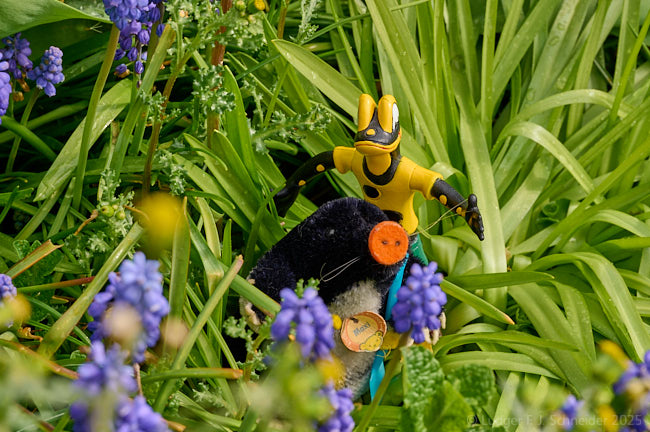 Salamandrino nel giardino