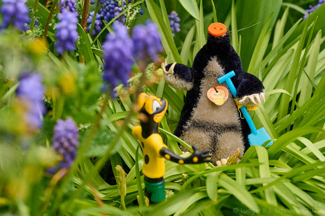 Salamandrino nel giardino